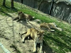 -北京野生动物园