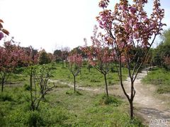 -昆山城市生态森林公园