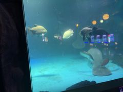 -烟台海昌鲸鲨海洋公园