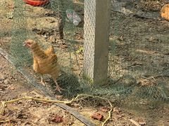 -马陆小张葡萄园农家乐