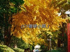 -三里屯东五街银杏大道