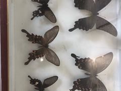 -内乡县衙博物馆
