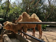 -海南热带野生动植物园