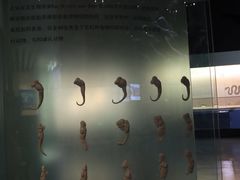 -青藏高原自然博物馆