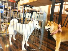 -豆柴町-柴犬主题狗咖(红鼎国际C座店)
