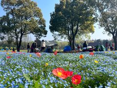 -上海滨江森林公园
