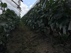 -马陆小张葡萄园农家乐