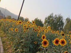 -径山花海