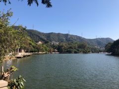 -银湖山郊野公园-相思林