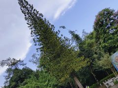 -广州市流溪河国家森林公园