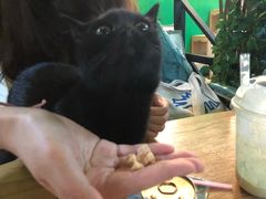 -李小姐の猫咖啡馆(五角场店)