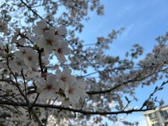-高东镇樱花园