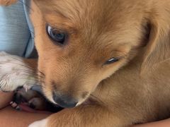 -汪喵宠物医院·骨科心脏影像·犬猫急重症ICU诊疗中心(成华分院)