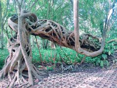 -中国科学院西双版纳热带植物园