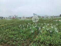 -枫林花海