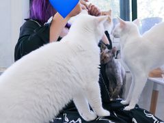 -喵的天空名猫咖啡馆·撸猫·猫舍·用品