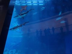 -迪拜水族馆及水下动物园