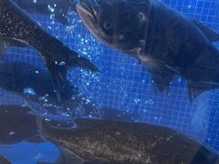 -香山湖渔家大院