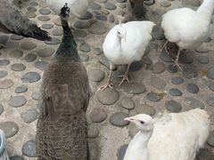 -西双版纳傣族园