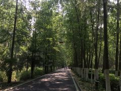 景点-合肥滨湖国家森林公园