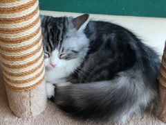 -飞行喵MR PILOT|猫舍·猫咖(静安大融城店)