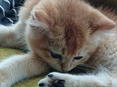 -猫十亿·布偶金渐层·曼基康矮脚猫舍(青年路店)