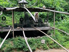 -西双版纳原始森林公园