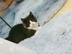 -momokira米努特·德文卷毛猫·棉花面纱犬