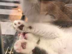 -袖虎·猫馆(体育西路店)