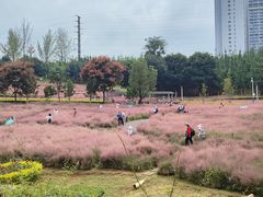 -安宁市宁湖森林公园