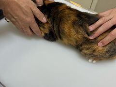 -爱妮康宠物医院·干细胞免疫细胞·肿瘤·心脏(张江店)