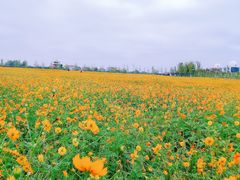 -枫林花海