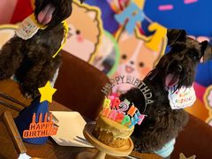 -百好乐宠物友好餐厅(朝外大街店)