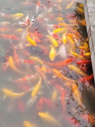 -玄武湖景区-情侣园游乐场
