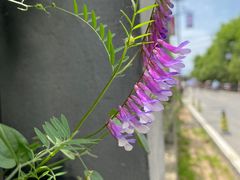 -白鹿原·白鹿仓