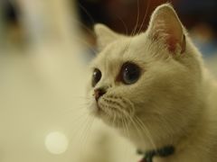 -鼓捣猫呢主题猫咖店