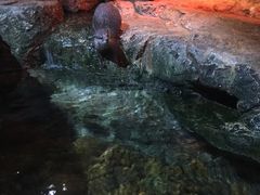 -暹罗海洋世界