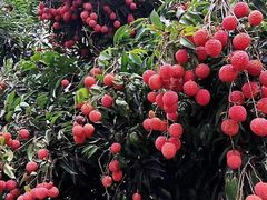 -从化深英荔枝黄皮龙眼采摘园