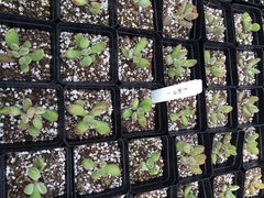 南农多肉大棚-南农多肉大棚