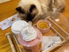 桃桃星冰乐-猫小主咖啡·猫咖cat cafe(福田店)