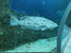 -芜湖新华联大白鲸海洋公园