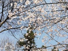 -杭州半山国家森林公园