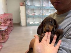 -萌宠之家·腊肠犬·马尔泰·小体犬舍