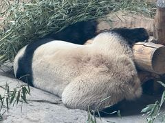 -石家庄市动物园