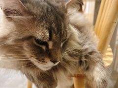 -楼上猫咖(罗湖店)