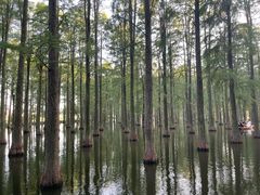 -渌洋湖湿地公园