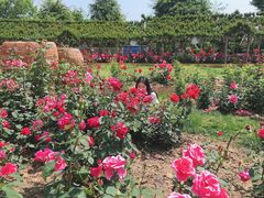 -武汉紫薇都市田园