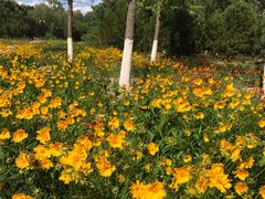 -永定河休闲森林公园