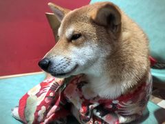 -猫色咖啡·猫咖