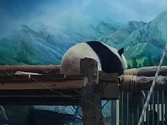 -武汉动物园